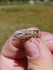 Melanoplus uinta