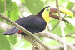 Ramphastos ambiguus