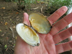 Cambarunio taeniatus