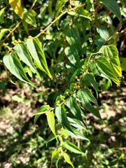 Trema cannabina