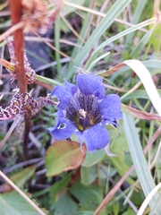 Gentiana calycosa