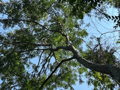 Ulmus parvifolia