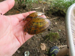 Cambarunio taeniatus