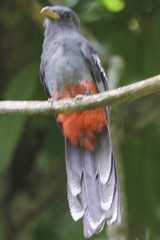 Trogon massena