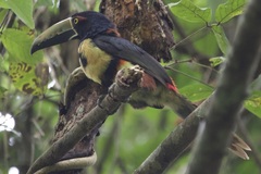 Pteroglossus torquatus