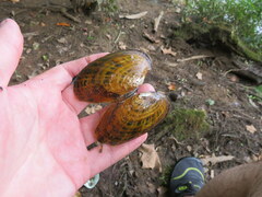 Cambarunio taeniatus