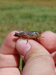 Melanoplus uinta