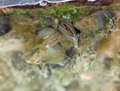 Mytilus trossulus