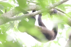 Alouatta palliata