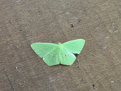 Tanaoctenia haliaria