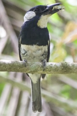 Notharchus pectoralis