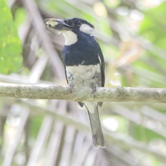 Notharchus pectoralis