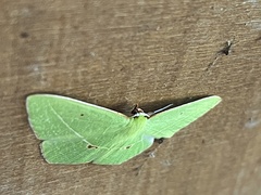 Tanaoctenia haliaria