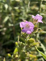 Agalinis auriculata