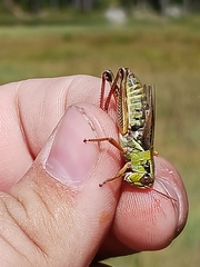 Melanoplus sanguinipes