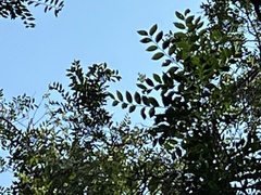Ulmus parvifolia