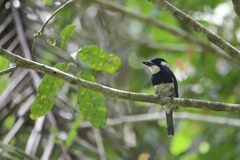 Notharchus pectoralis