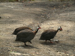 Numida meleagris domesticus