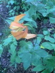 Lilium