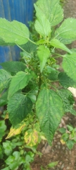 Acalypha indica
