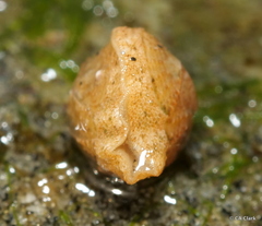 Polyplacophora