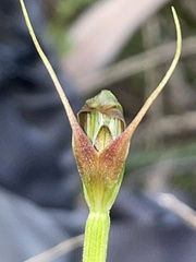 Pterostylis