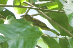 Loriotus luctuosus