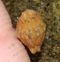 Polyplacophora