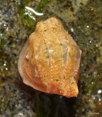 Polyplacophora