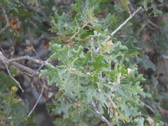 Quercus stellata