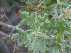 Quercus stellata