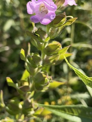 Agalinis auriculata