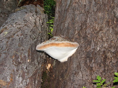 Fomitopsis mounceae