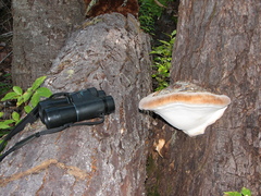 Fomitopsis mounceae
