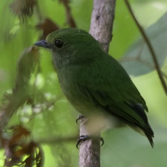 Lepidothrix velutina