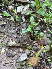 Bufo bankorensis
