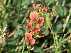 Alysicarpus vaginalis