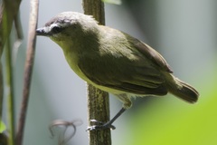 Ornithion brunneicapillus