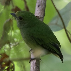 Lepidothrix velutina