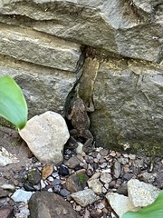 Bufo bankorensis