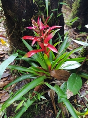 Tillandsia leiboldiana
