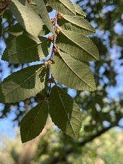 Ulmus parvifolia