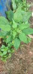 Acalypha indica