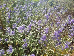 Caryopteris mongholica