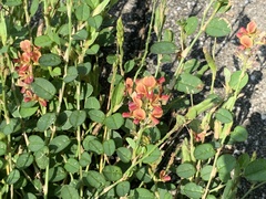 Alysicarpus vaginalis