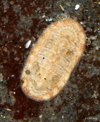 Polyplacophora