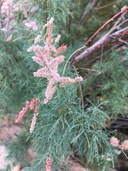 Tamarix