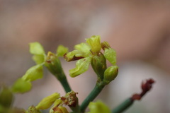 Eriogonum brevicaule