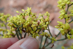 Eriogonum brevicaule