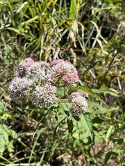 Eupatorium formosanum